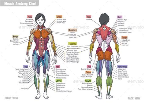 muscular anatomy chart|muscle anatomy chart female.